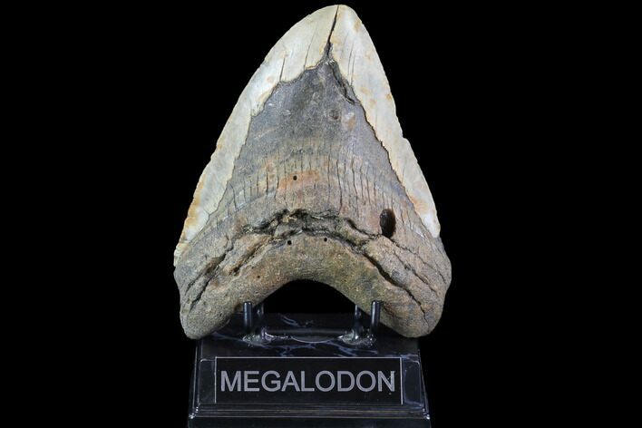 Bargain, Fossil Megalodon Tooth - Huge!!! #86503